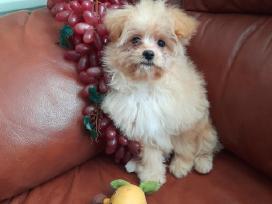 Pomapoo Mergytės