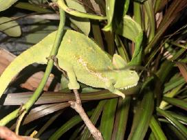 Roplys Jameno chameleonas