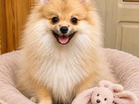 Vokiėčiu išpicas pomeranas