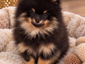 Vokiėčiu nykštukinis pomeranian špiciukas