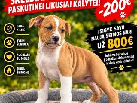 Amstaff kalytė