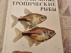 Rusų kalba - Аквариумные тропические рыбы