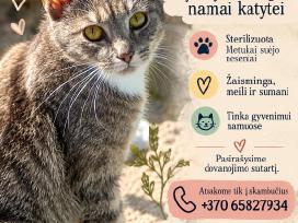 Dovanojame 1 metukų katytę, sterilizuota.