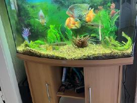 Parduodamas Juwel akvariumas su žuvytėmis