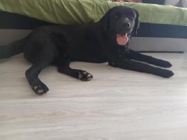Atiduodu į geras rankas labradora