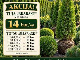 Tujos "smaragd", "brabant", pušys, eglės ir k.t.