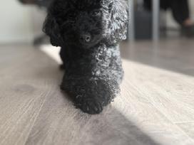 Toy pudelis pasimatymams