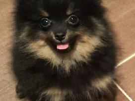 Vokiėčiu nykštukinis pomeranian špiciukas