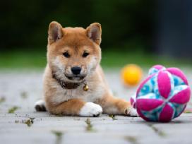 Shiba iny boy Fci