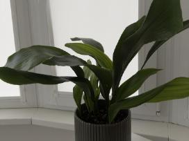 Aspidistra elatior