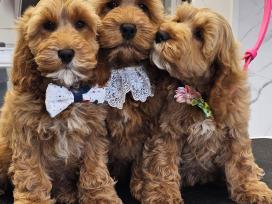F1 Cockapoo šuniukai