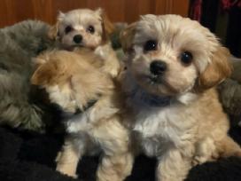 Maltipoo šuniukai pasiruošę vykti į naujus namus