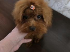 Teacup mergyte