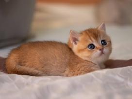 Katinukas