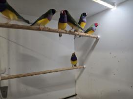 Guldai