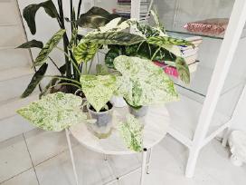 Alocasia Frydek, Batik, Dragon Scale Mint