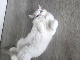 Kilmingi Ragdoll kačiukai