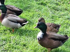 Call duck ančiukai