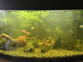 200l akvariumas su žuvytėmis