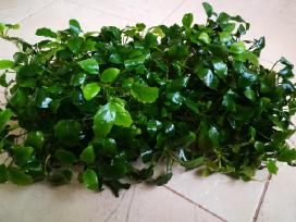 Akvariumo augalas „anubias“
