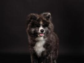 Akita