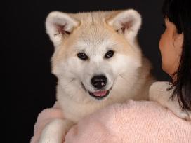 Akita