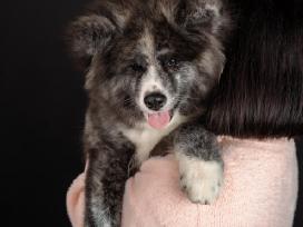 Akita