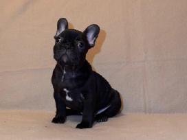 Prancuzu buldogai/ French Bulldog