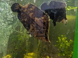 Parduodamos žuvis Amazonės lapžuvė
