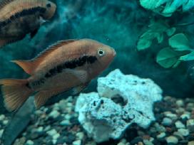 Paraduomos žuvys Rainbow Cichlid