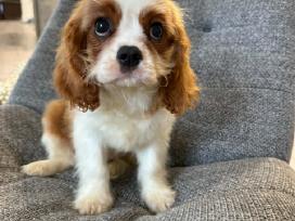 Kavalieriaus karaliaus Karolio spanieliukai