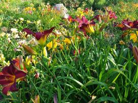 Daugiametės gėlės - Iris, Viendienės