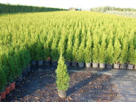 Tujos už gerą kainą, Nemokamas pristatymas!