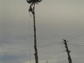 Pavojingų medžių pjovimas,vaismedžių genėjimas