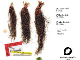 Braškių (Frigo) daigai, Kraege ūkis, Vokietija