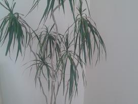 Parduodama dracena | Skelbiu.lt Parduodama dracena