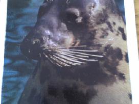 Ruonis Ilgasnukis iš Kauno zoologijos sodo 1975 Va | Skelbiu.lt Ruonis Ilgasnukis iš Kauno zoologijos sodo 1975 Va