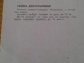 Ruonis Ilgasnukis iš Kauno zoologijos sodo 1975 Va - nuotraukos Nr. 2 | Skelbiu.lt Ruonis Ilgasnukis iš Kauno zoologijos sodo 1975 Va - nuotraukos Nr. 2