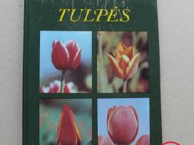 A.baliūnienė, R.juodkaitė „tulpės“