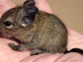 Degu jaunikliai. Naujas didelis narvas.