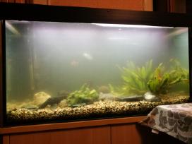 Akvariumu įrengimas,valymas,priežiura,konsultacijo - nuotraukos Nr. 3 | Skelbiu.lt Akvariumu įrengimas,valymas,priežiura,konsultacijo - nuotraukos Nr. 3