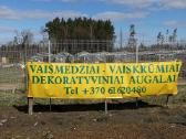 Dekoratyviniai augalai, vaismedžiai, vaiskrūmiai. - nuotraukos Nr. 10