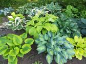 Parduodu melsves (hosta) ir pavėsio augalus - nuotraukos Nr. 17