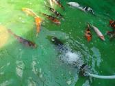 Koi - Karpiai. Nuo 300gr.