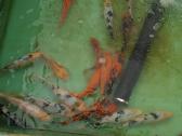 Koi - Karpiai. Nuo 300gr. - nuotraukos Nr. 2