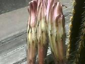 Parduodu kaktusą, 5 eur - nuotraukos Nr. 6