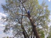 Avarinių medžių , krūmų pjovimas. Arboristas. - nuotraukos Nr. 2