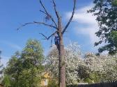Avarinių medžių , krūmų pjovimas. Arboristas. - nuotraukos Nr. 3