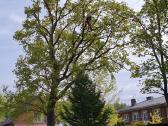 Arboristų paslaugos, medžių pjovimas, genėjimas - nuotraukos Nr. 2