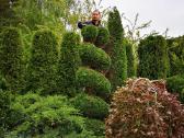 Gyvatvorių karpymas ir koregavimas - nuotraukos Nr. 10